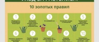 10 правил ухода за комнатными лианами