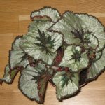 11 bright decorative deciduous begonias that even a beginner can handle growing