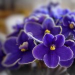 5 working ways to bring a drying violet back to life