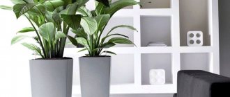 6 ways to liven up your interior with indoor plants