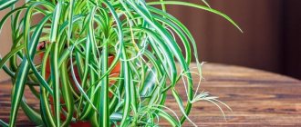 7 problems with growing chlorophytum that can cause the plant to die