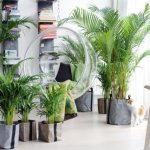 (79 photos) Decorative indoor palm tree in the interior