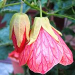 Abutilon hybrid Juliet