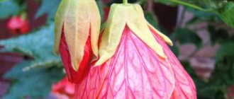 Abutilon hybrid Juliet