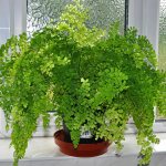 Adiantum: secrets of growing and care