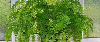 Adiantum: secrets of growing and care