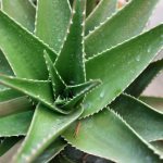 Agave