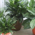 aglaonema types and photos