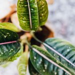 Aglaonema with green leaves