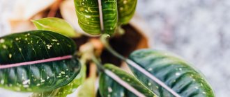 Aglaonema with green leaves