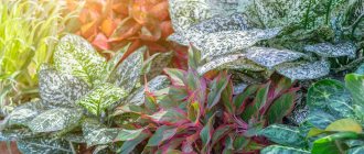 Aglaonema: varieties