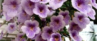 Achimenes