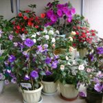 Achimenes: names of varieties, photos of flowers