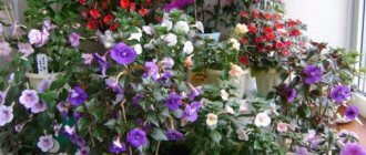 Achimenes: names of varieties, photos of flowers