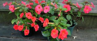 Achimenes cannot be considered too capricious a houseplant