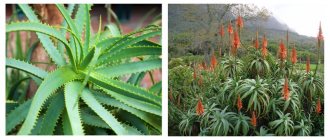 Aloe arborescens (Agave) / Aloe arborescens in nature