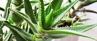 Aloe Arborescens