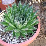 aloe spinosa