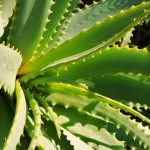 aloe vera care