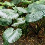 Alocasia fragrant