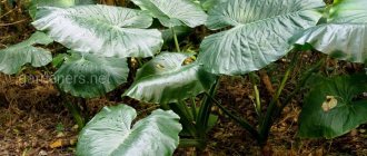 Alocasia fragrant