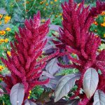 amaranth