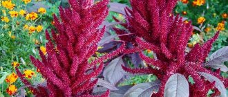 amaranth