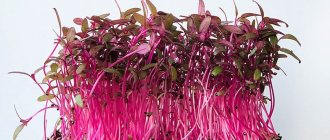 Amaranth is sprouted from special grains, which must be purchased in special stores.