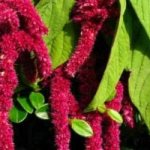 amaranth