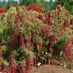 Amaranth