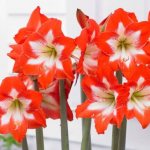 Amaryllis flower. Care at home, photo, can it be kept at home? 