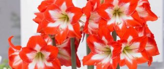 Amaryllis flower. Care at home, photo, can it be kept at home? 