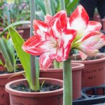 Amaryllis beautiful or belladonna