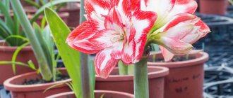 Amaryllis beautiful or belladonna