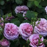 English roses photo 4