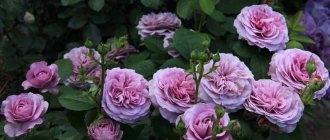 English roses photo 4