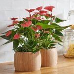 Anthurium