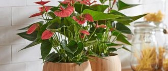 Anthurium