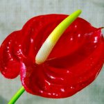 Anthurium looks good in men&#39;s bouquets