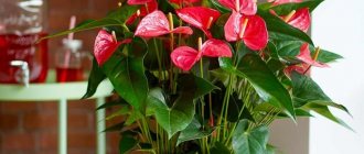 Anthurium: home care, propagation and transplantation