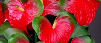 Anthurium