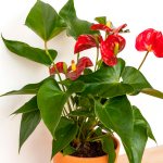 Anthurium