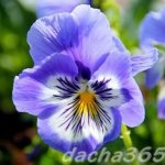 Pansies