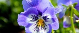 Pansies