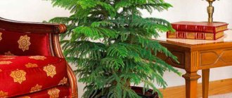 Araucaria