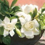 Fragrant gardenia