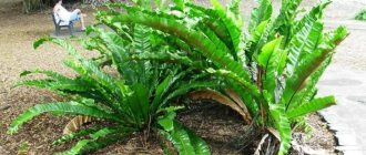 Asplenium: description