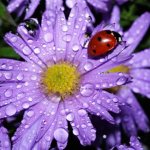 Alpine aster: growing from seeds of a perennial mixture, when to plant, care, photo