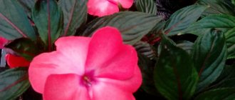 Impatiens, planting and care