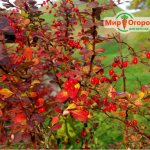 barberry